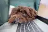 dog, containment, telework, pet, bichon, havanese, cute, nature, laptop, keyboard, animal, computer science, reflection, animals